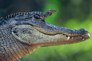 Get the Gator Buddy List for 2013!