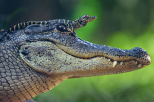 Gator Coaches of the Week: Catherine and Alex!